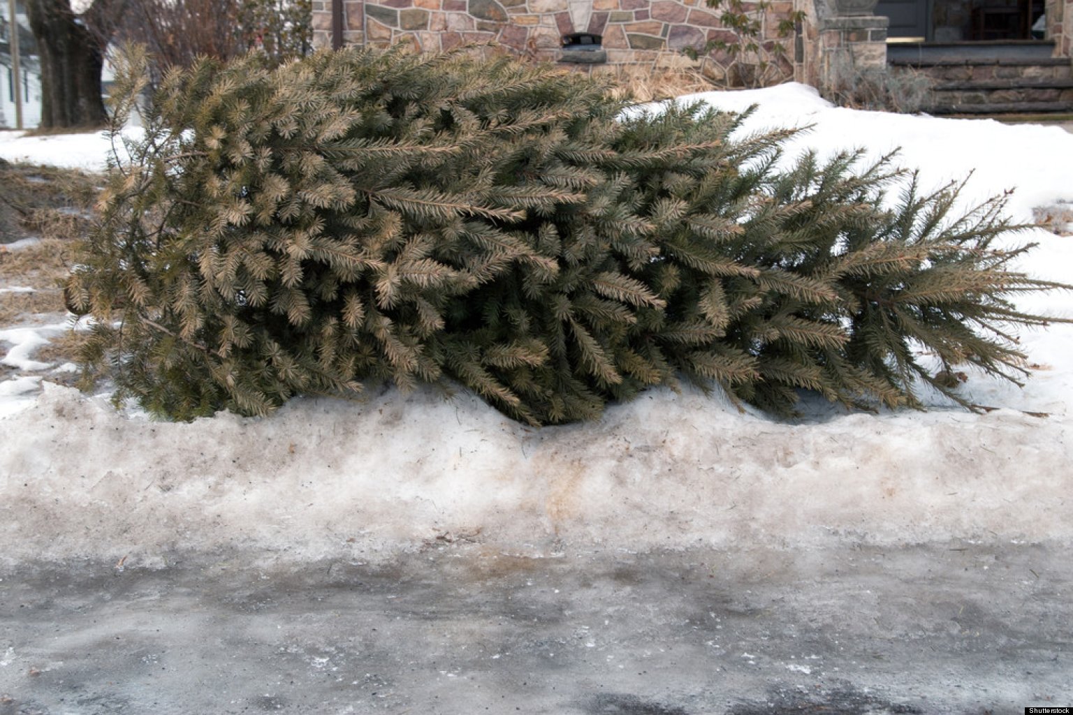 Full Shape Artificial Christmas Trees Balsam Hill Full Shape Artificial Christmas Trees Balsam Hill