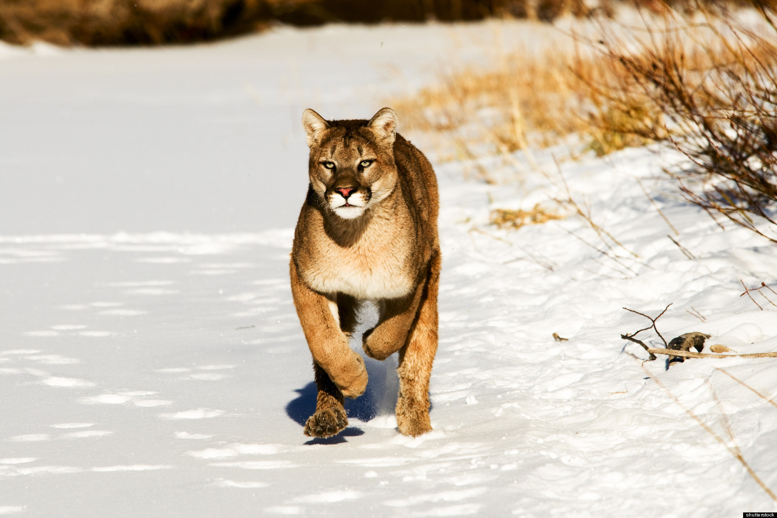 Cougar Hunting Movie Download