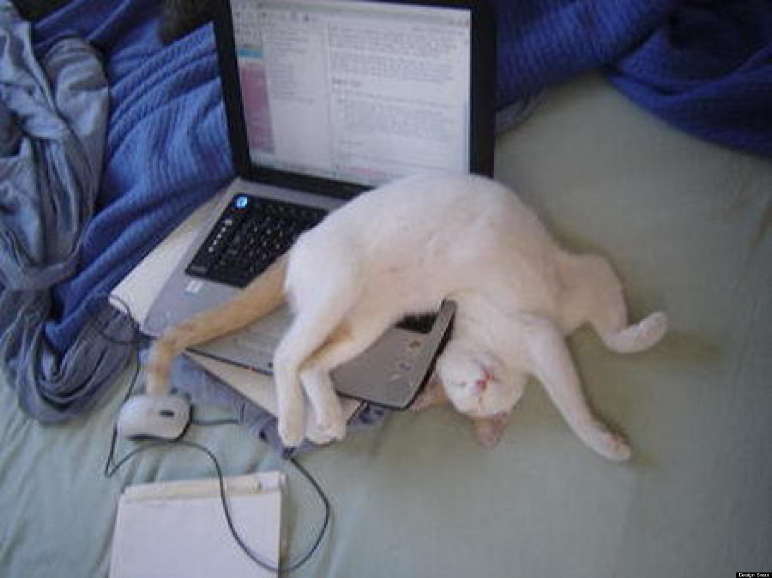 21-cats-sleeping-in-the-weirdest-positions-photos-huffpost