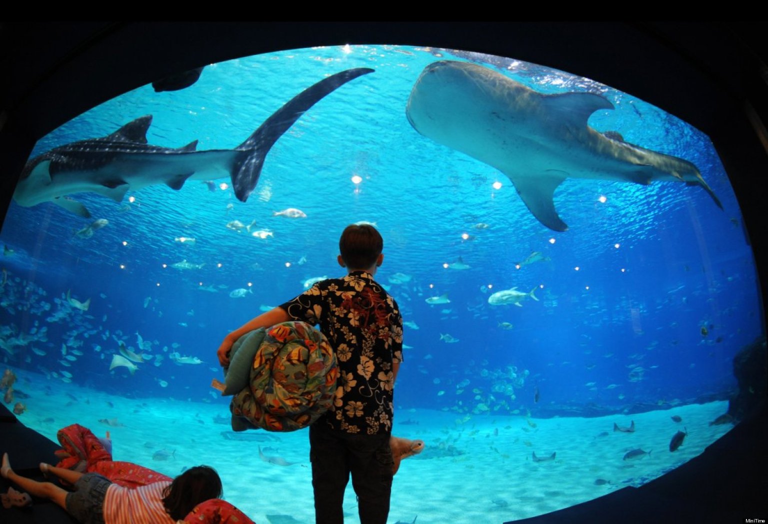 7 Amazing American Aquariums For Families | HuffPost