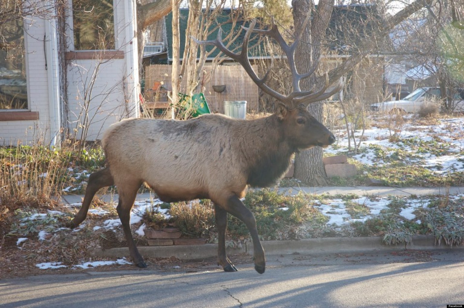 Mapleton Elk Shooting 2 Boulder Officers Arrested And Charged In