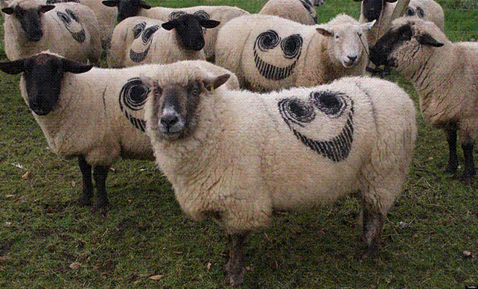 Creepy Sheep Mystery Solved After Smiley Faces Branded On Hundreds Of