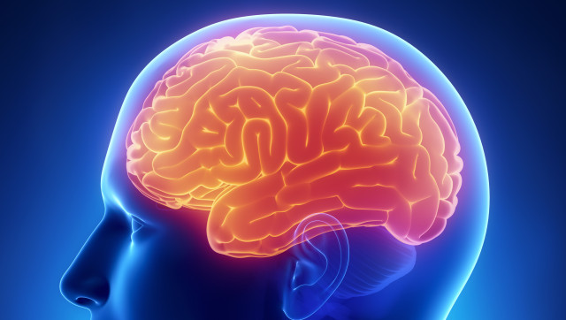 brain cerebrum anatomy cross...