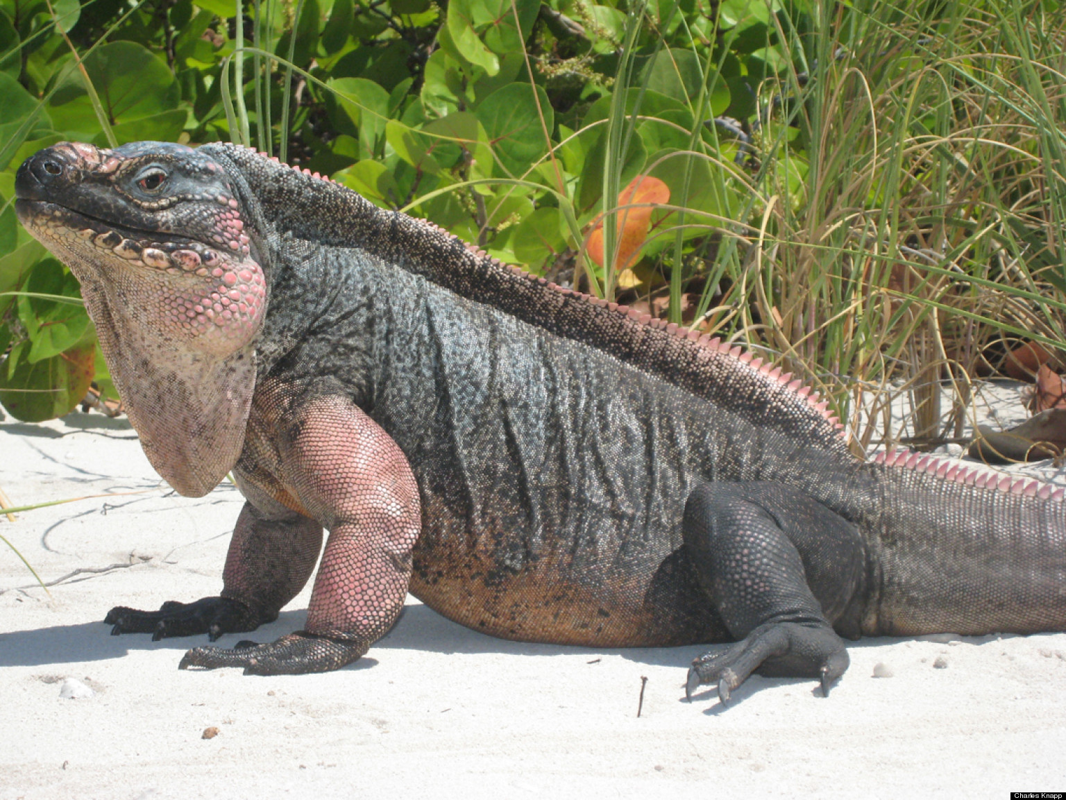 Declining Iguana Population Signals Trouble in Paradise | HuffPost1536 x 1152