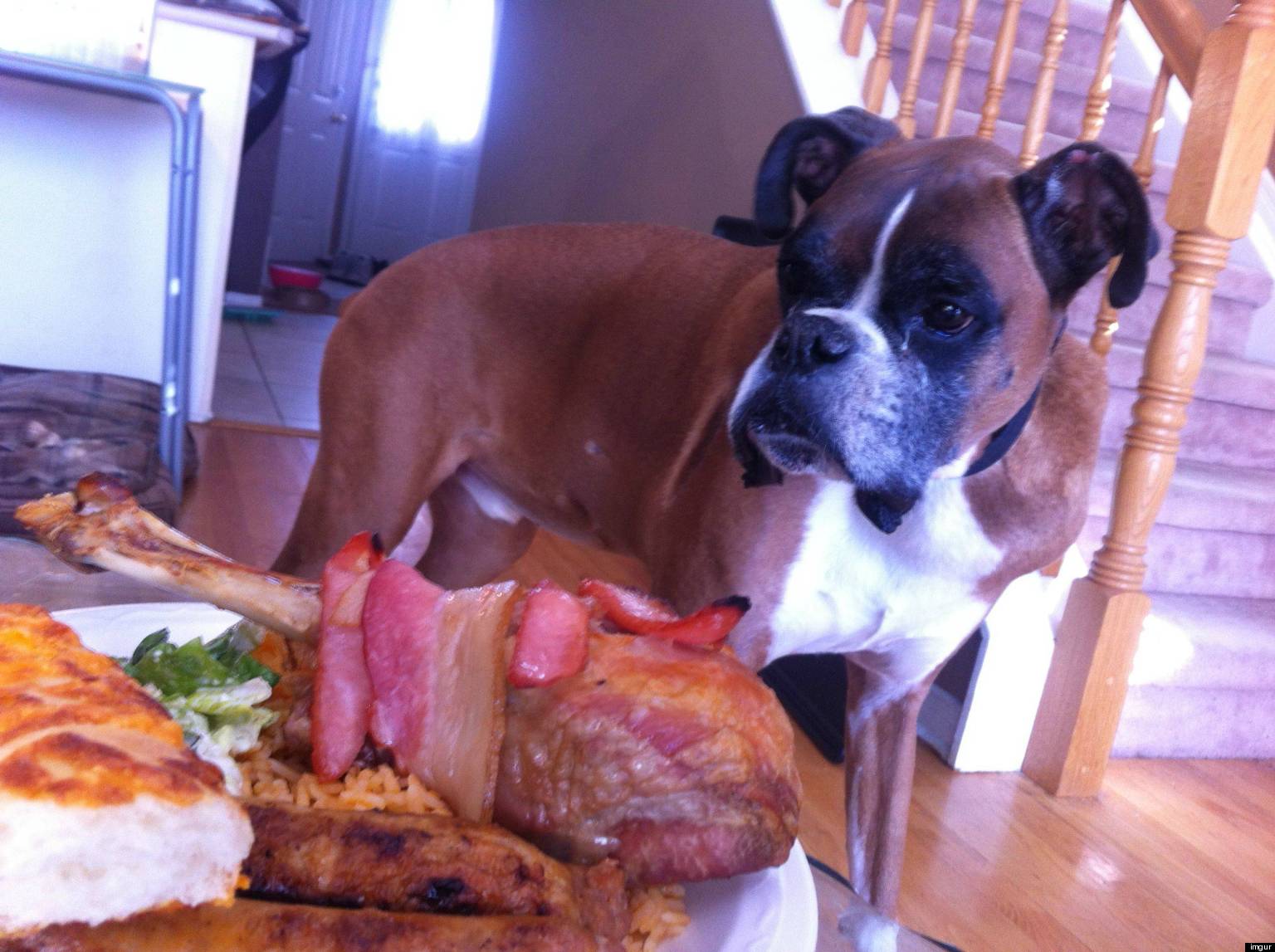 dog-with-cancer-gets-epic-last-meal-photo-video-huffpost