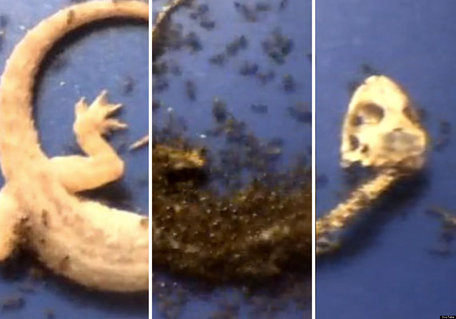'Ants Eating Gecko' Video Explained Biologist Mark W. Moffett Sheds