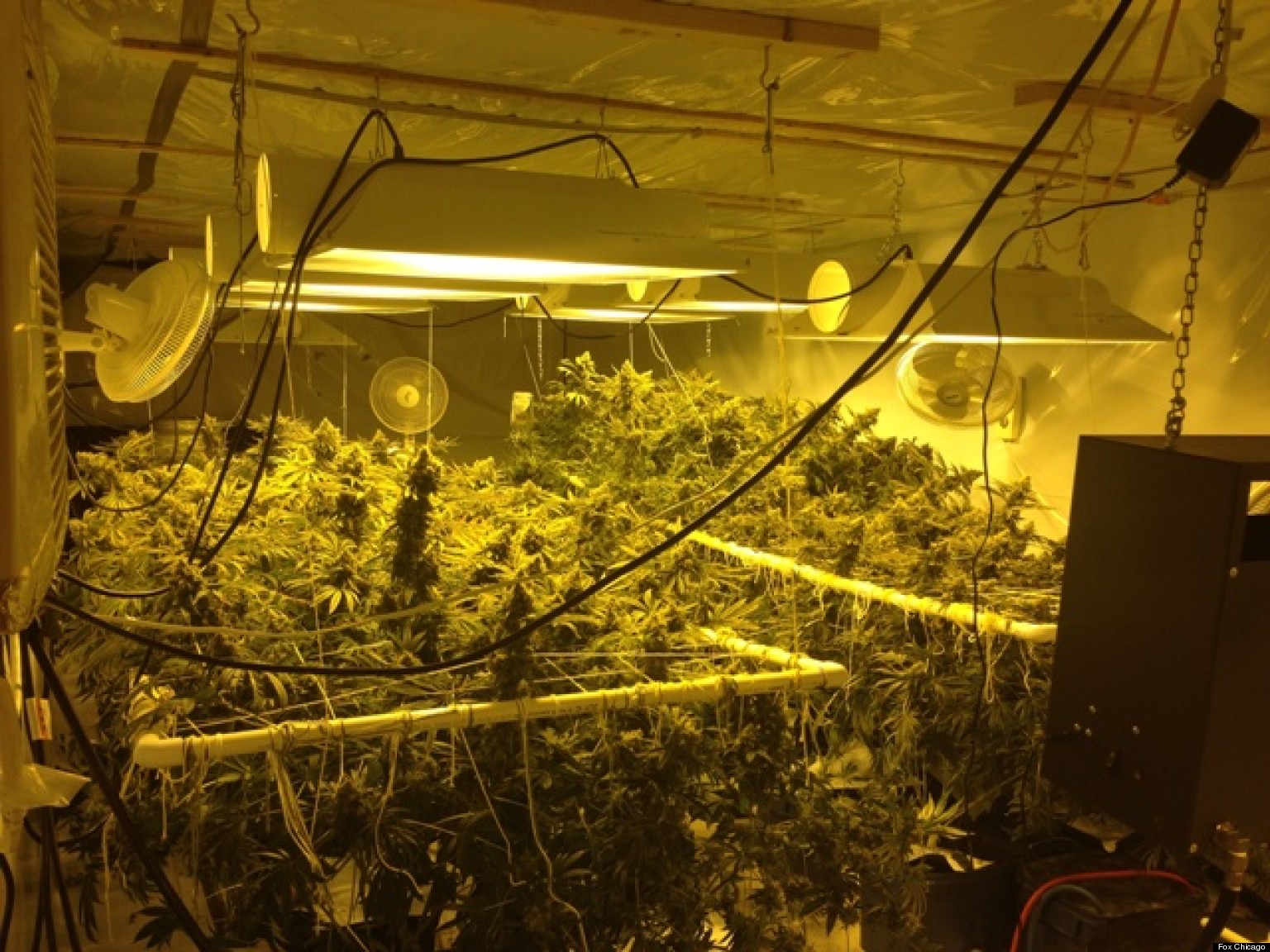 o-PLAINFIELD-MARIJUANA-BUST-QUY-DOAN-facebook.jpg