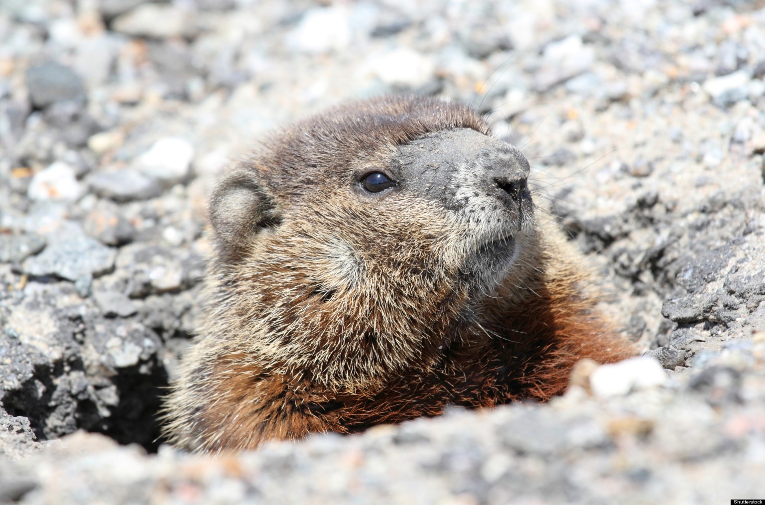 Picture Of A Groundhog 10