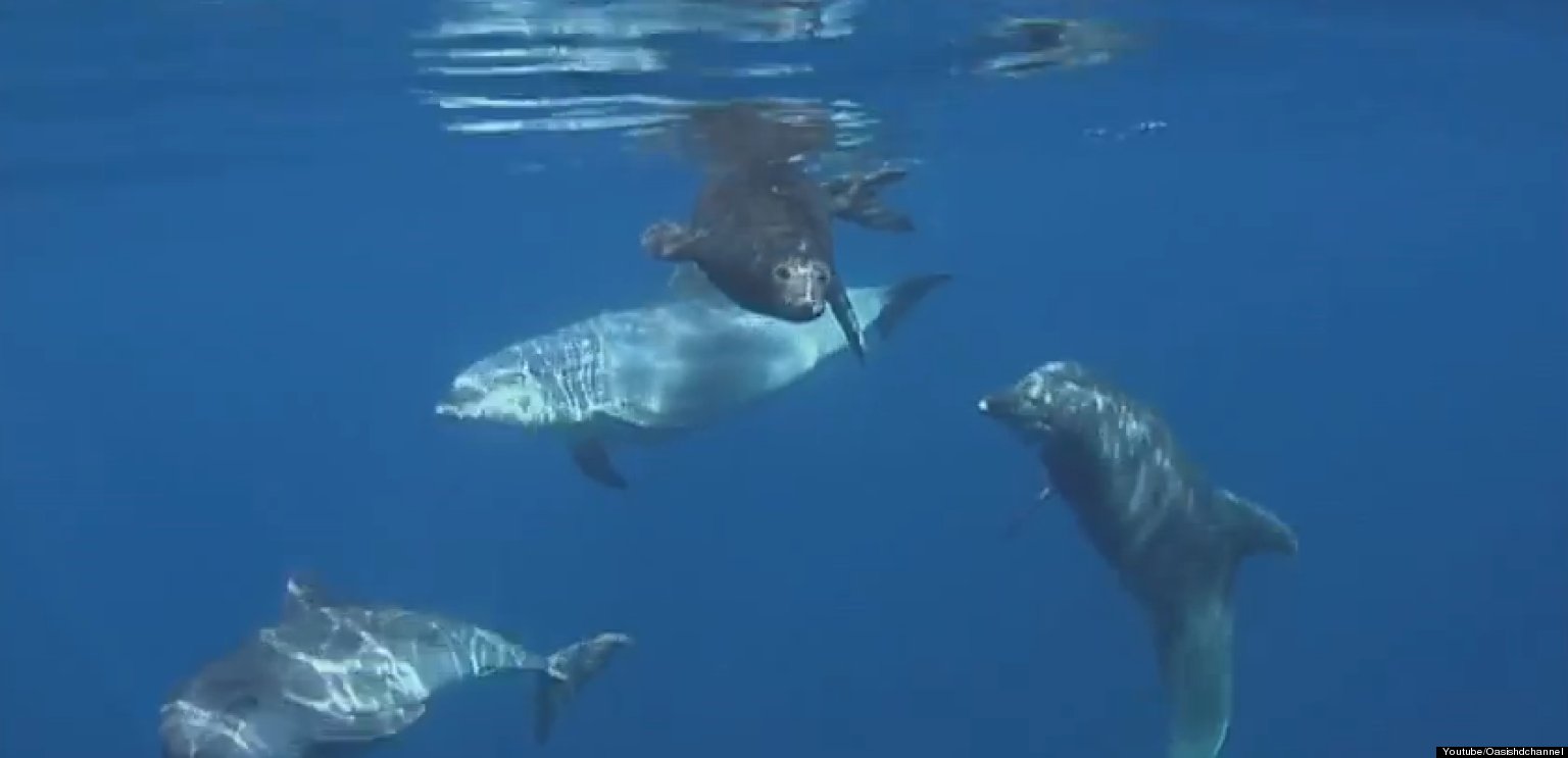Puffy nipple fisting Dolphin sperm endoplasmic membrane systeme