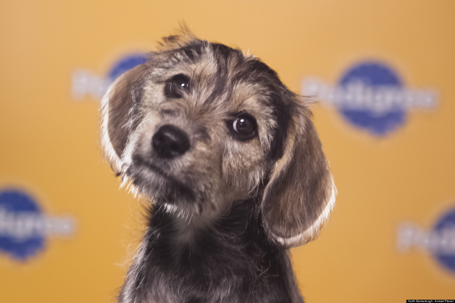 Marta Beagle Schnauzer Mix Crowned Most Valuable Puppy At Puppy Bowl 
