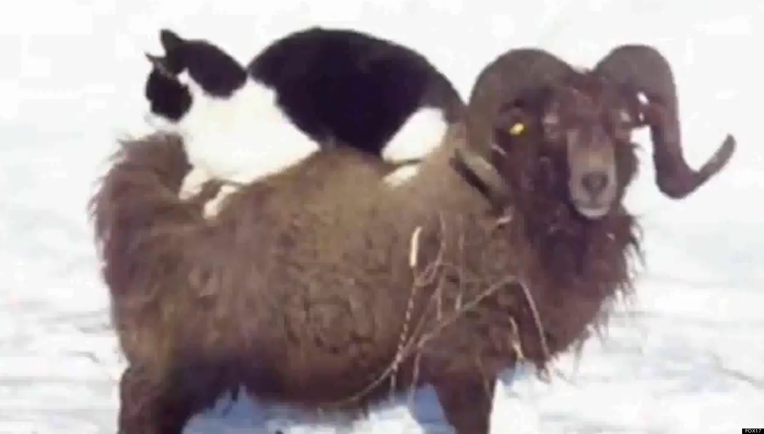 Cat Rides Sheep In Most Mindlessly Awesome Video You Ll See Today