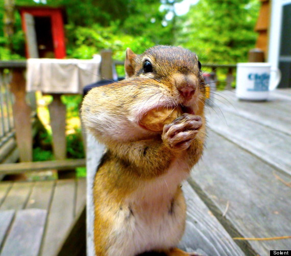 Chipmunk Has His Chops Full (PICTURES) | HuffPost UK