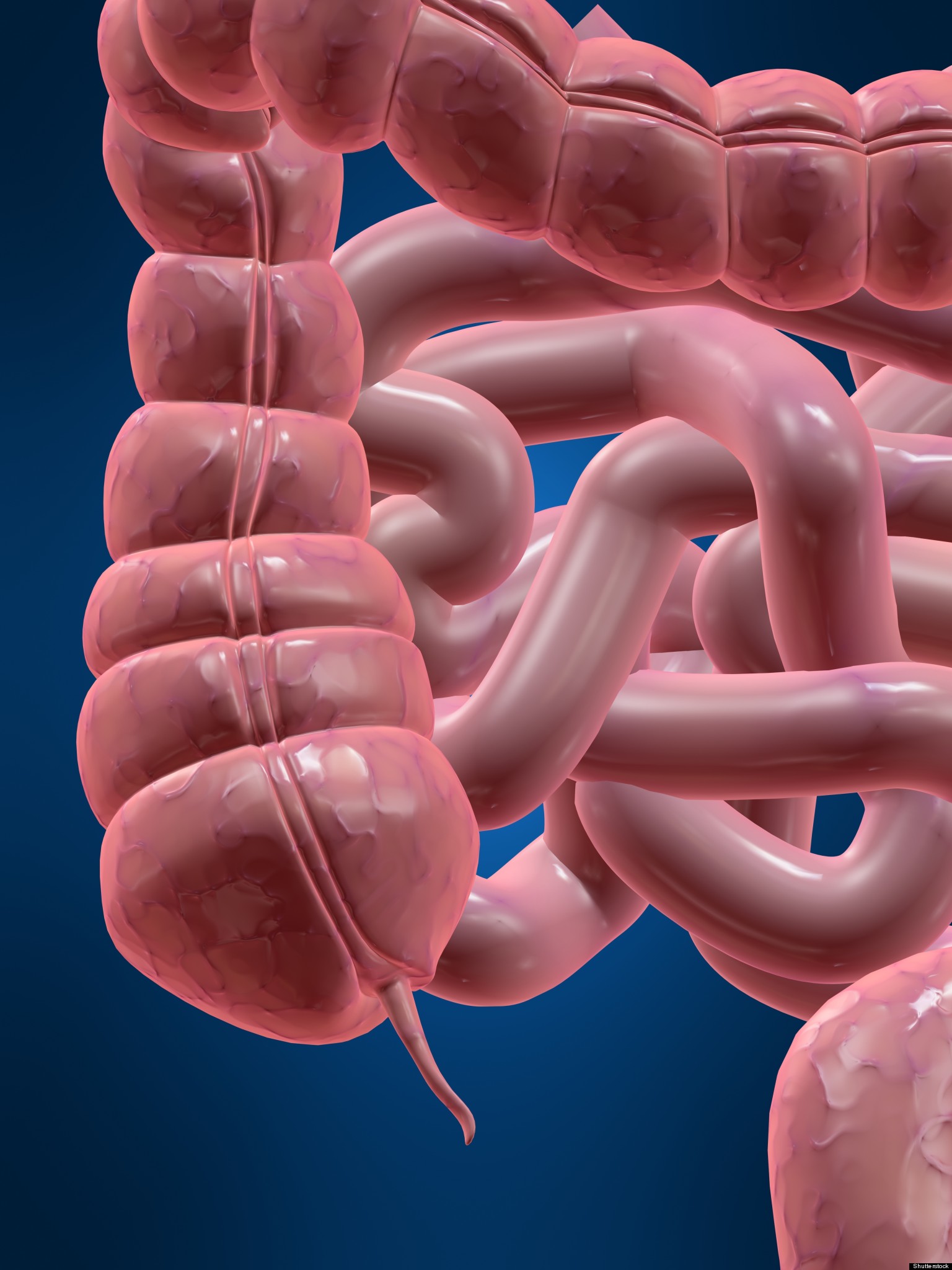 Appendix Evolved Over 30 Times, May Perform Useful Function, Researchers Say | HuffPost