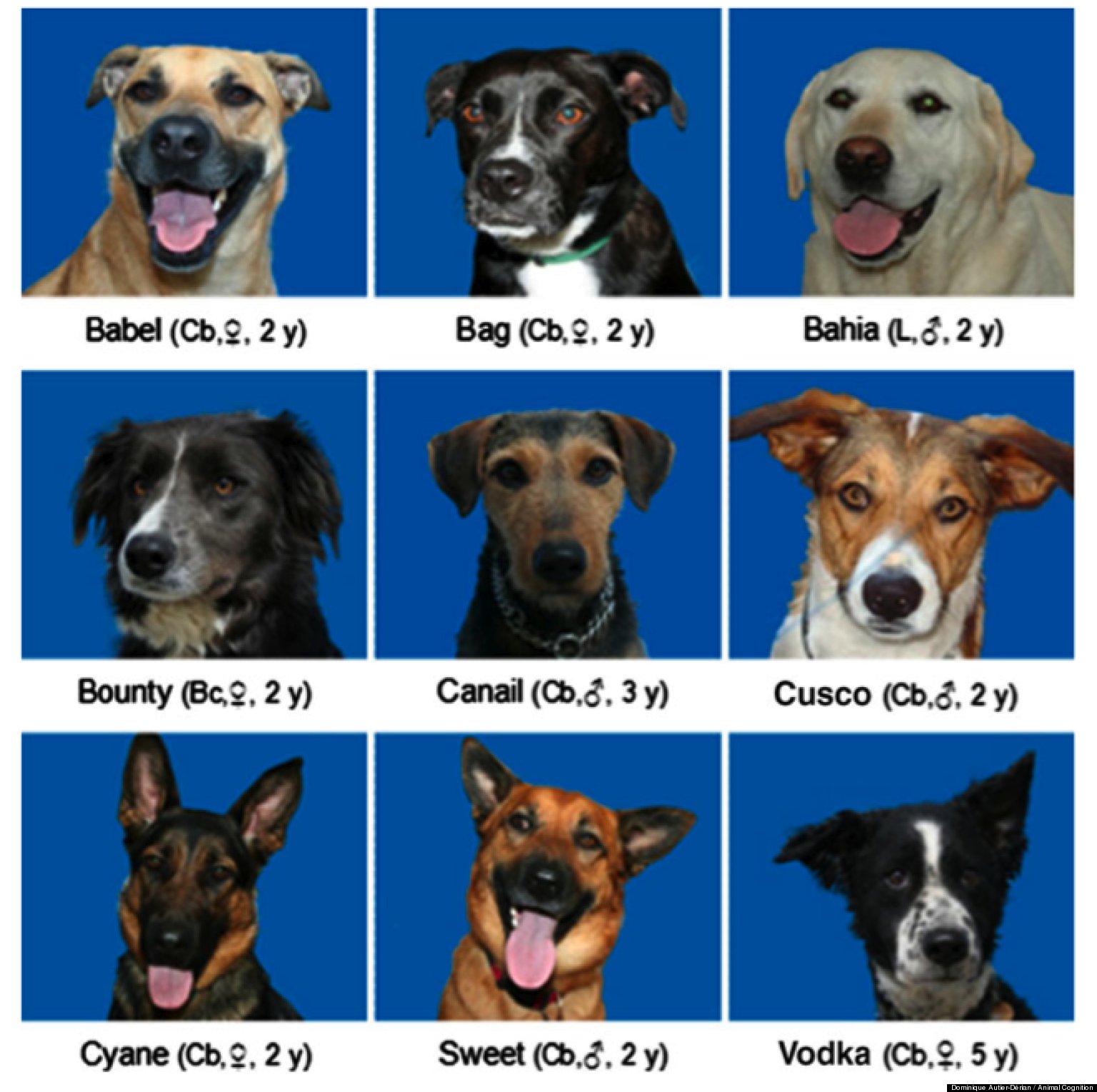 Dogs Recognize Faces Of Their Own Species, Video Experiment Shows